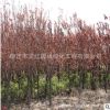 紫叶李树苗绿化苗木四季常青庭院种植行道点缀规格齐全紫叶李树苗