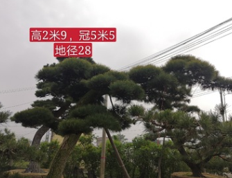 【造型精品黑松】日本黑松 日本黑松价格 日本造型黑松 基地批发