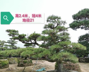 【高端造型树】日本黑松 日本黑松价格 日本造型黑松 基地直销
