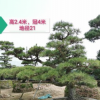 【高端造型树】日本黑松 日本黑松价格 日本造型黑松 基地直销