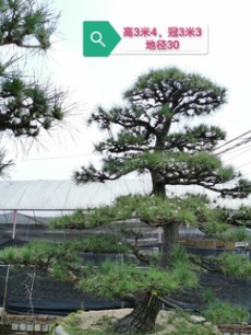 【风水树】日本黑松 日本黑松价格 日本造型黑松 基地直销