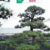【风水树】日本黑松 日本黑松价格 日本造型黑松 基地直销
