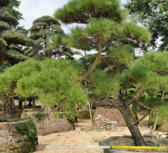 【高端盆景】日本黑松 日本黑松价格 日本造型黑松 基地直销