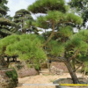 【高端盆景】日本黑松 日本黑松价格 日本造型黑松 基地直销