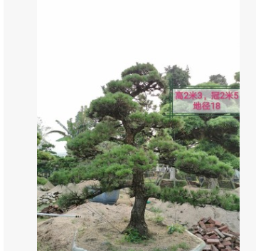 【高端风水树】日本黑松 日本黑松价格 造型黑松 基地直销