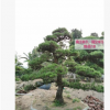 【高端风水树】日本黑松 日本黑松价格 造型黑松 基地直销