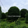 精品桂花树/广西桂花价格