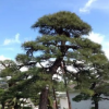 批发直销盆景造型黑松 行道绿化树庭院树黑松 市政园林观赏植物