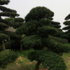 供应湖南精品造型罗汉松 乔木罗汉松价格 庭院别墅名贵绿化植物