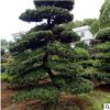 罗汉松价格 庭院美化工程行道罗汉松 苗圃种植 价格优美