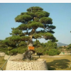 热销造型黑松 批发造型黑松 多年生造型黑松 欢迎实地考察