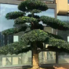 亮毅直销庭院景观绿化树造型罗汉松 树形优美 市政园林绿化树