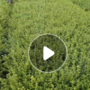 乔木造型罗汉松 自家种植造型罗汉松 各种规格 价格优惠 欢迎咨询