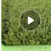 月季花苗 基地直供各规格月季花苗 25~45别墅庭院绿化工程月季花