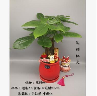 广州批发 绿植盆栽 居家绿植 精品盆栽 年宵花 鼠你红火