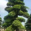 批发罗汉松 庭院别墅行道景观绿化 造形桩景树 价格美丽 欢迎咨询