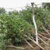 庭院景观树桂花树 湖南苗木基地直供 货源充足 价格实惠 可批发