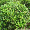 批发桂花苗 庭院观花植物花香怡人 桂花小苗 规格齐全价格优