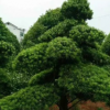 苗圃直销 10-15公分造型罗汉松 别墅园林绿化观赏植物 罗汉松批发