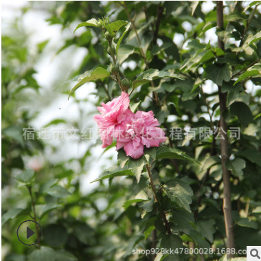 木槿树苗批发绿化苗木庭院观赏木槿花盆栽行道点缀木槿树苗