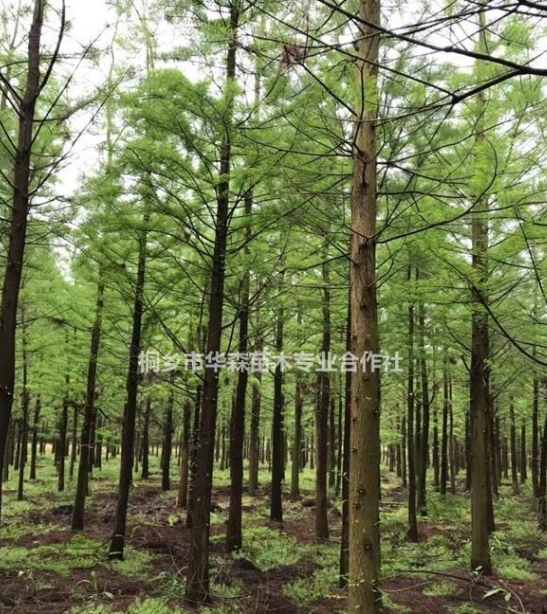 浙江桐乡市供应三杉-水杉-产地直销-大量