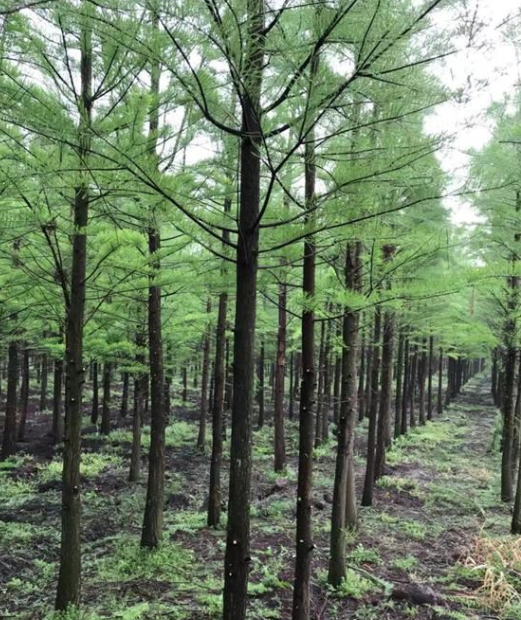 池杉-产地直销-大量