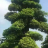 批发罗汉松 别墅市政行道绿化树罗汉松 价优量优 价格优惠