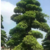 乔木罗汉松 苗圃直供行道绿化工程树罗汉松 价格实惠 品种齐全
