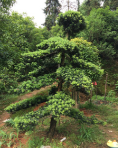 优价供应各规格苗木树造型罗汉松 基地直销 规格齐全 量大价优