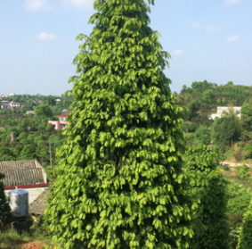 市政园林绿化观赏植物 红豆杉树 优质苗木 基地直销 各规格齐全