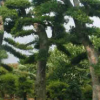 产地直销 园林绿化工程苗木造型榆树 榆树价格从优 规格齐全