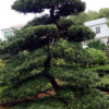 批发胸径5-80CM贵州罗汉松 绿化苗木 园林工程绿化树 造型罗汉松