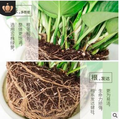 优质长藤绿萝盆栽室内花卉吊兰植物吸甲醛净化空气水培绿植大绿箩