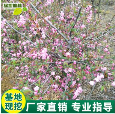 庭院地栽海棠树苗基地直销花园园林植物观花绿化树苗批发