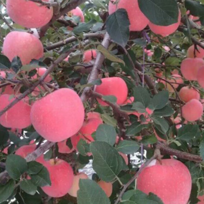 苗圃基地批发 苹果树 维纳斯黄金苹果树 品种齐全矮化华硕 苹果树