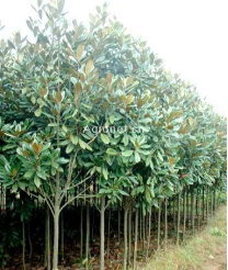 广玉兰,紫玉兰,白玉兰