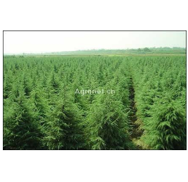 河南潢川花木品种和价格