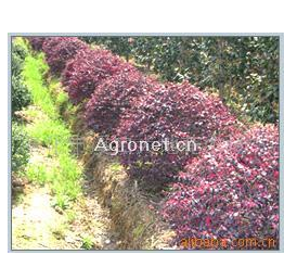 河南苗木－部分色块灌木类花木价格