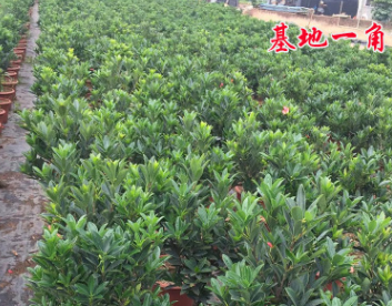 四季杜鹃红山茶盆栽批发 带花苞红山茶树苗 四季开花不断四季常绿