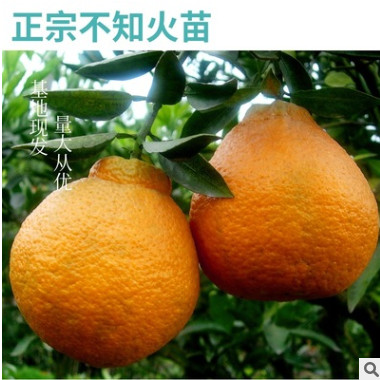 【不知火丑橘苗】基地直发果园果苗、极甜不知火（50株起批）