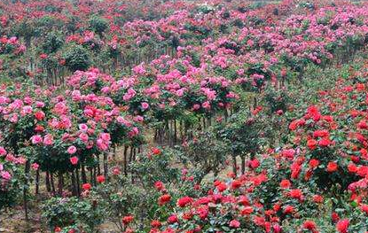 高杆月季2-10公分