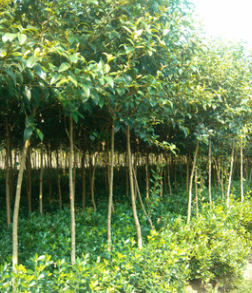 绿化苗木大叶女贞2公分