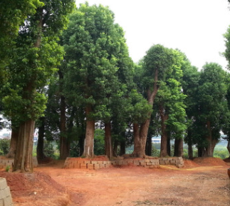 香樟树