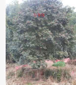 出售各种规格的乔木万年红大树绿化苗木绿化苗木