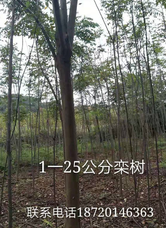 栾树1-25公分