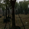 香樟苗