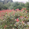 专业供应红叶石楠
