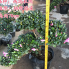 多种造型杜鹃花悬崖盆景 映山红 年宵花卉观花植物 广州送货上门