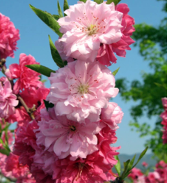 桃花树—桃花树—桃花树