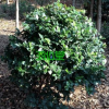 湖南苗木]金森女贞球 60-120 产地直销规格齐全 鸿仙堂园林批发